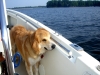 282Boat_Dog_8-06.JPG